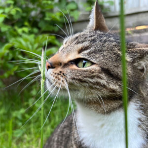 Cat Photography