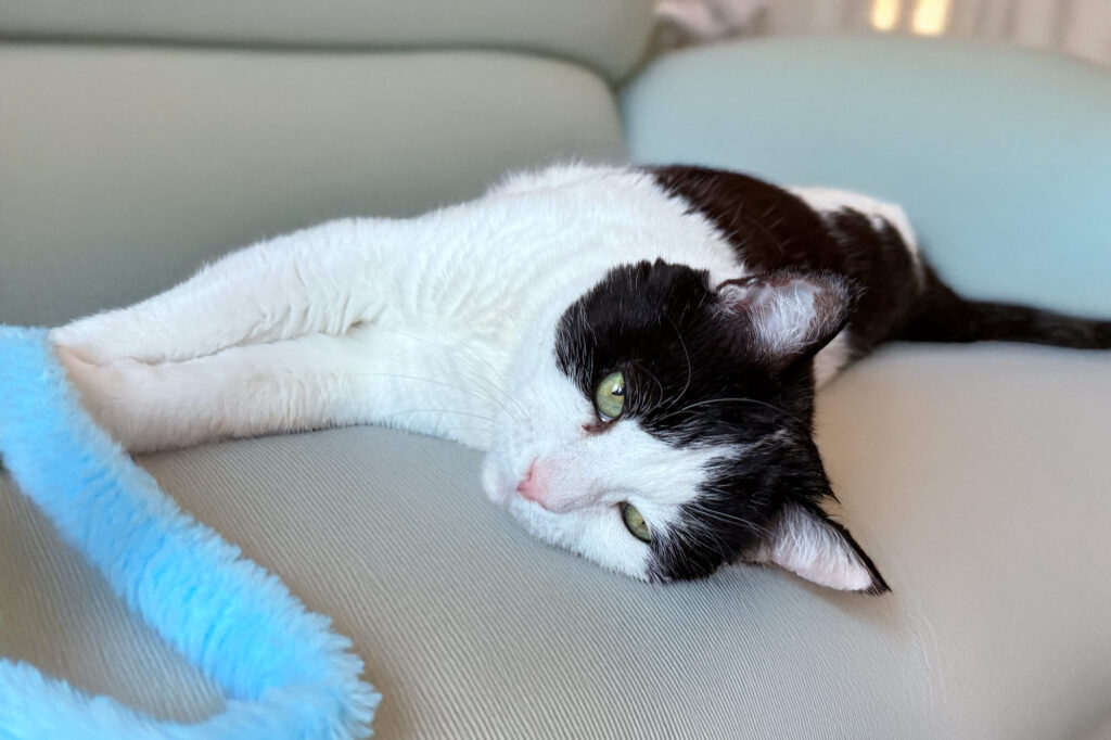 Cattery or Cat Sitter? Why Home Visits Often Make Happier Cats