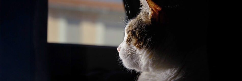 When a Cat Goes Missing
